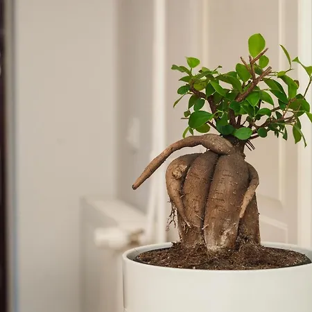 Amfora Maris Apartment *