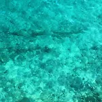 Amfora Maris Split